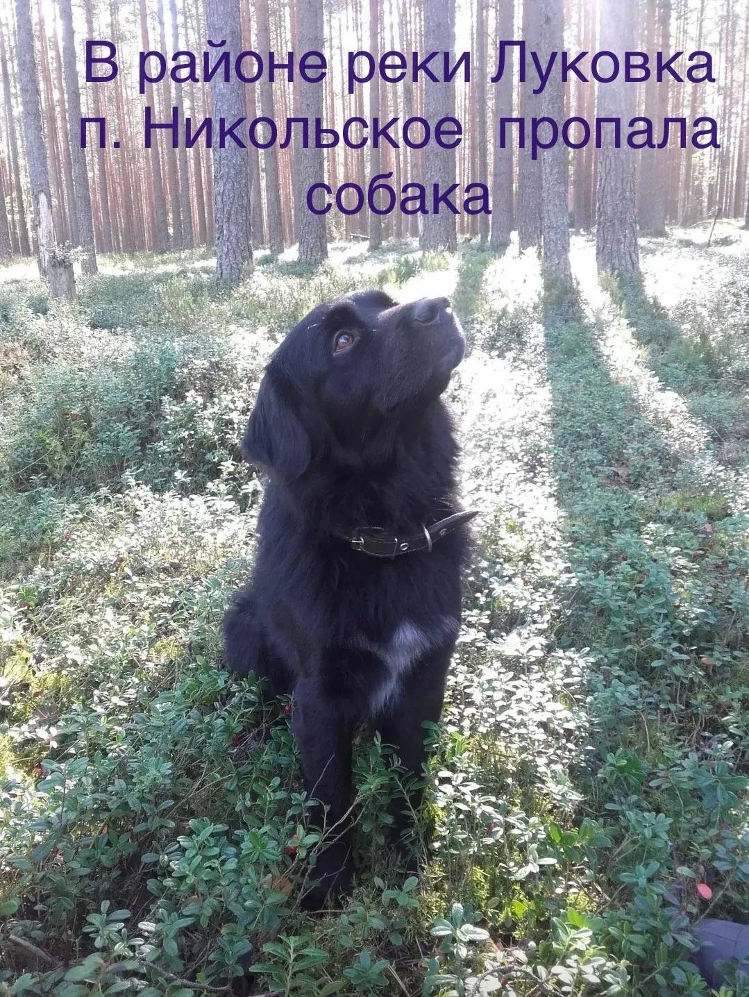 Пропал лабрадор Патрон, район реки Луковка
