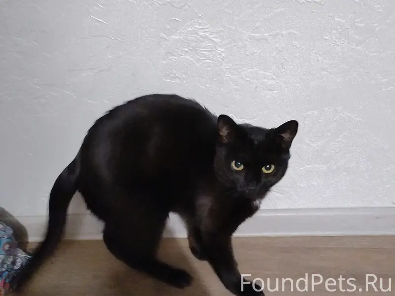 Пропал чёрный кот, район Химмаш