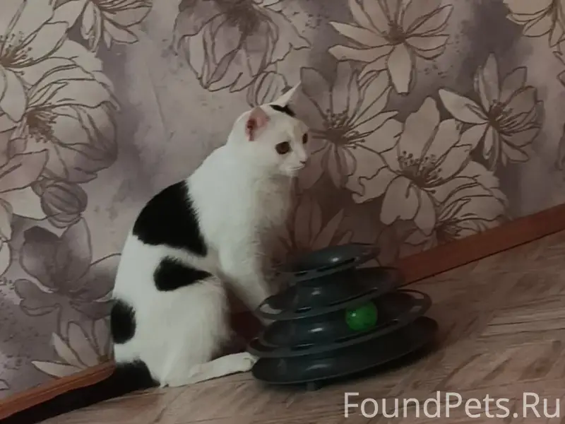 Пропал кот Григорян, мкр Заречье