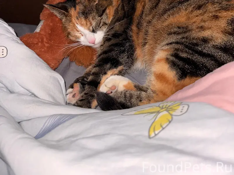 Пропала кошка, ул. Жуковского