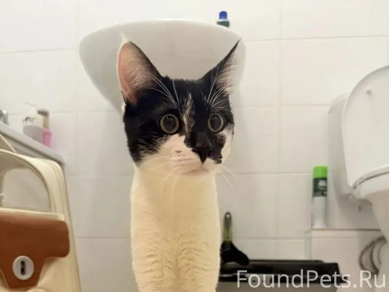 Найден кот, Мещерский лес