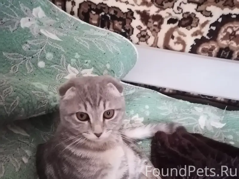 Пропала кошка, Гагарина