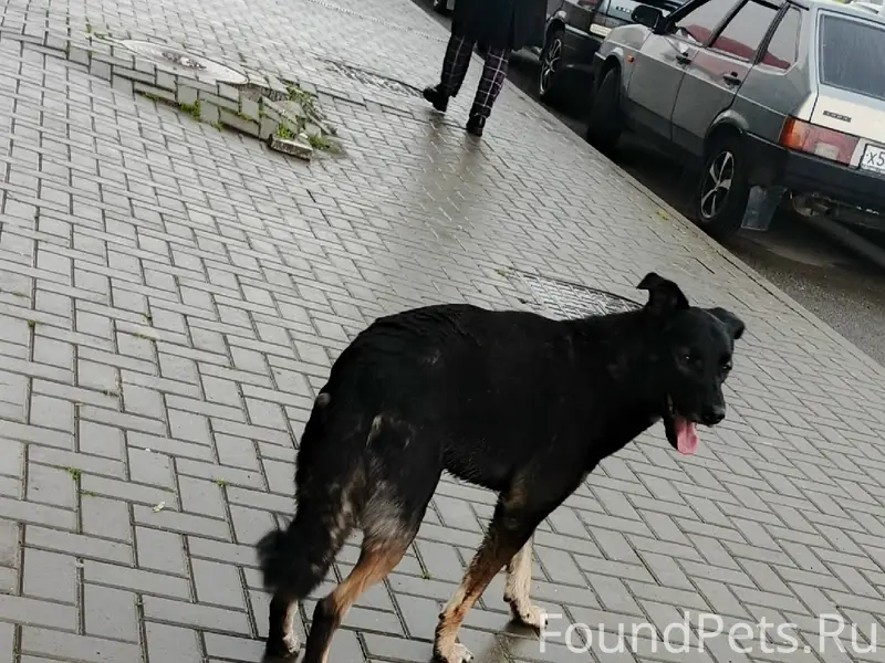 Найден пёс, Екатеринбург, Широкая речка