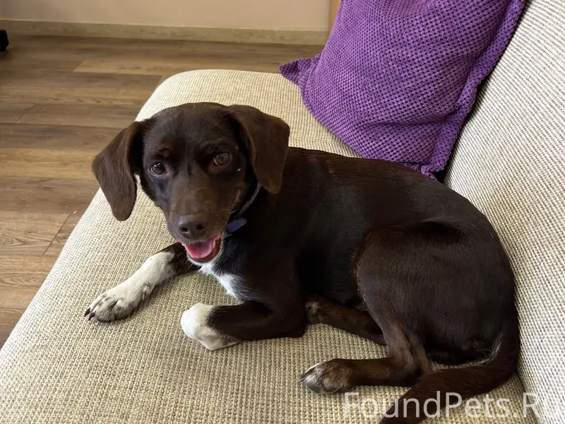 Найдена собака, район улицы Народной