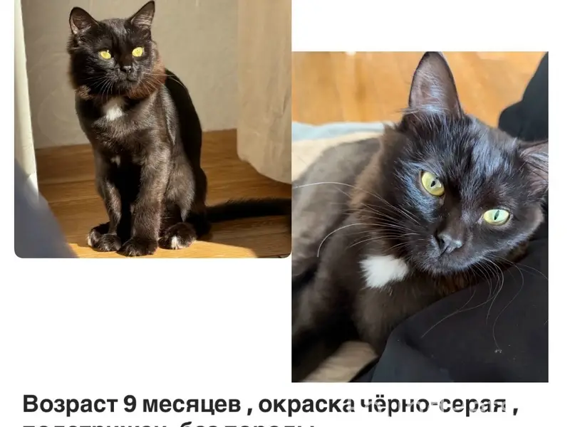 Пропал кот Черныш, метро Новокосино