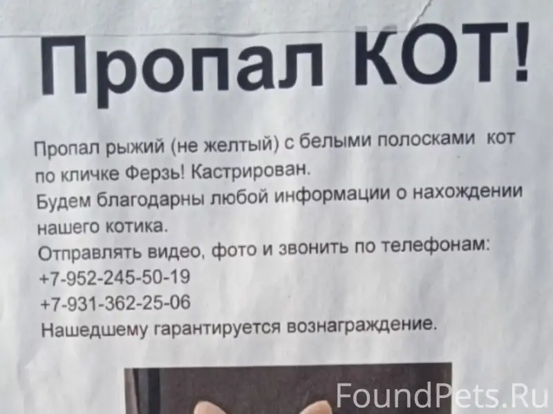 Пропал кот, Калининский район