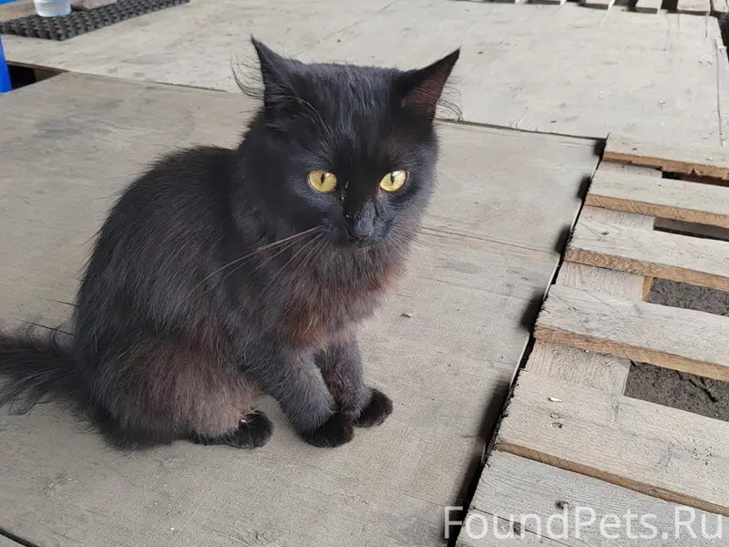 Пропала кошка Нора, Балашиха