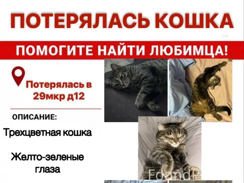 Пропала кошка, 29 микрорайон