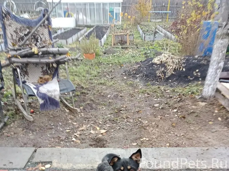 Пропал Тоби, трудпоселок