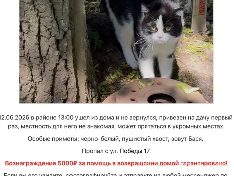 Пропал черно-белый кот, ст. Пудость