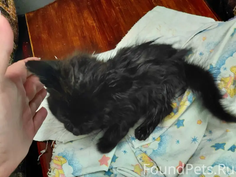 Найден котёнок, на речке