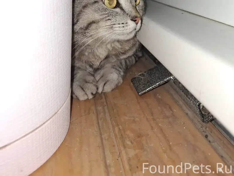 Найдена кошка, район Лыкова 4