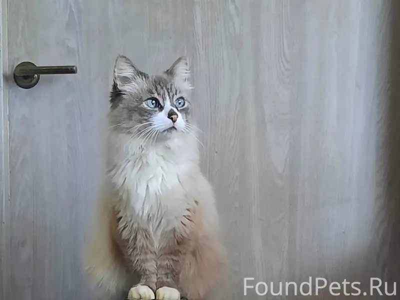 Пропал кот, м. Лифаново