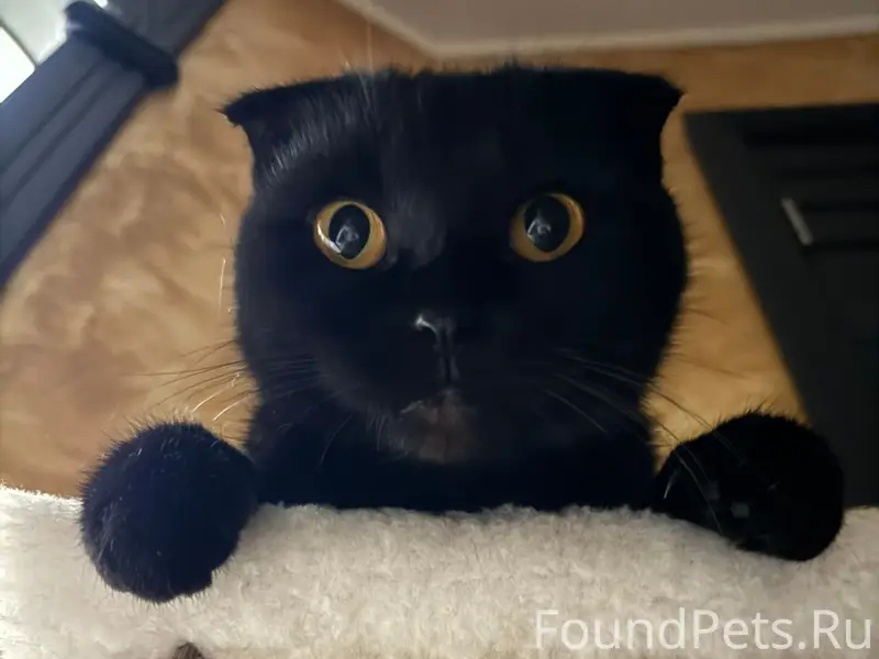 Пропала вислоухая кошка, Заволжье