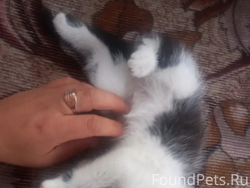 Найдена кошка (котёнок), белый и чёрный окрас, стадион