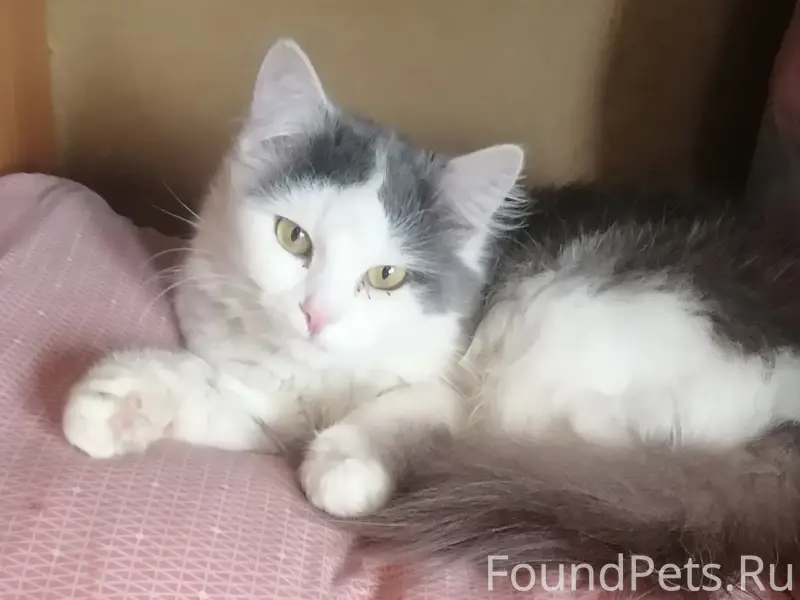 Пропал кот, частный сектор