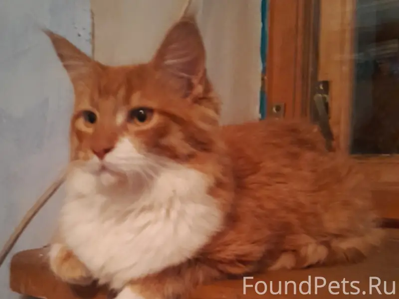 Пропал Мей-Кун, рыжий кот, пос. 1 мая