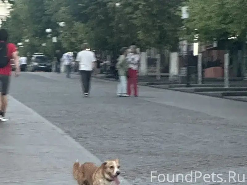 Найден пёс, Московская