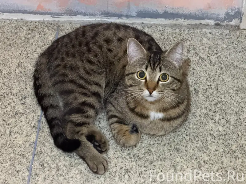 Пропал кот Федя, учхоз