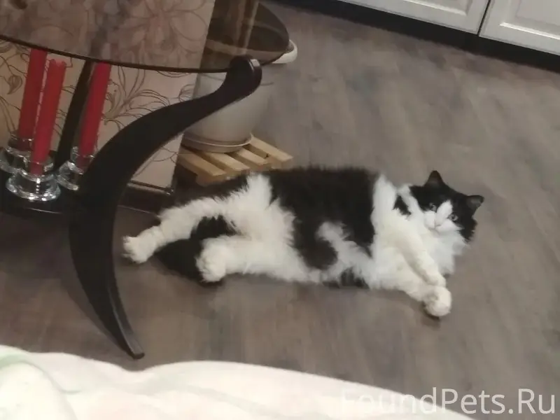 Пропала кошка, Целино, ул. Мичурина