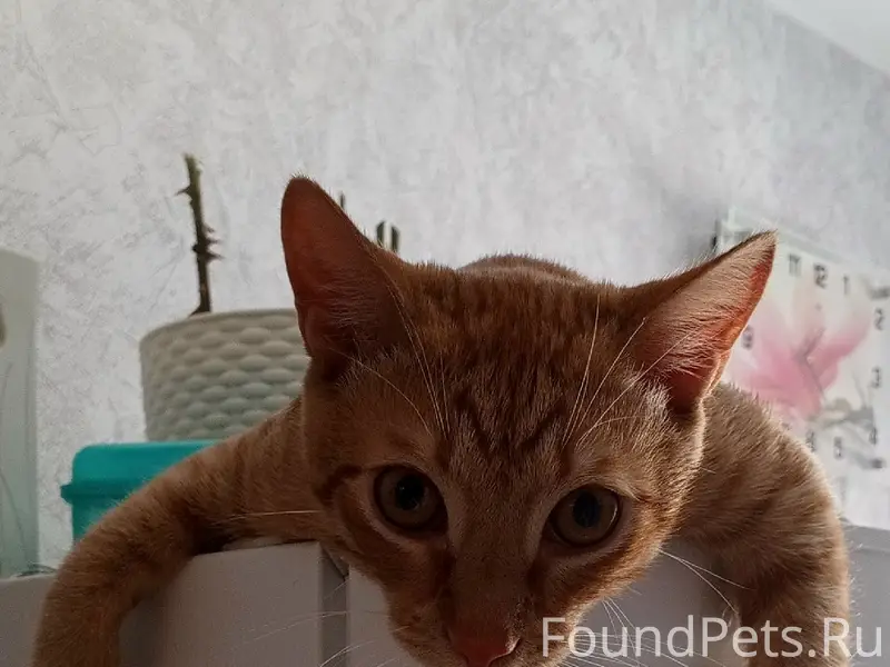 Пропал кот Рыжий, ул. Весёлая