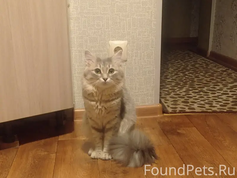 Пропал кот Джерик, Старый Оскол