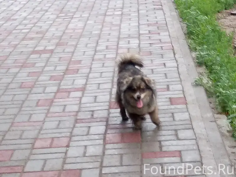 Пропала собака,