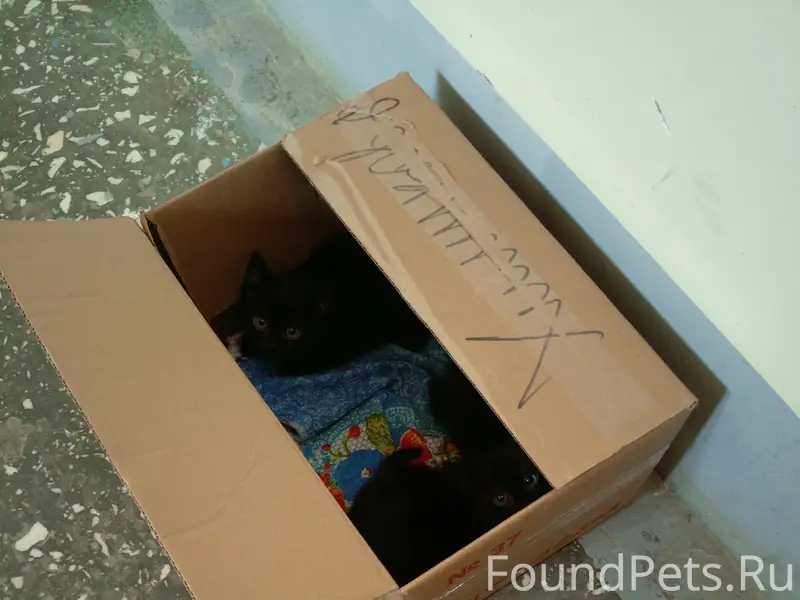 Найдены котята в Сысерти
