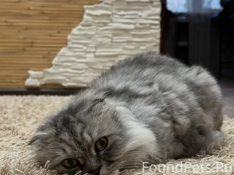Пропал кот Масик, магистральная 10