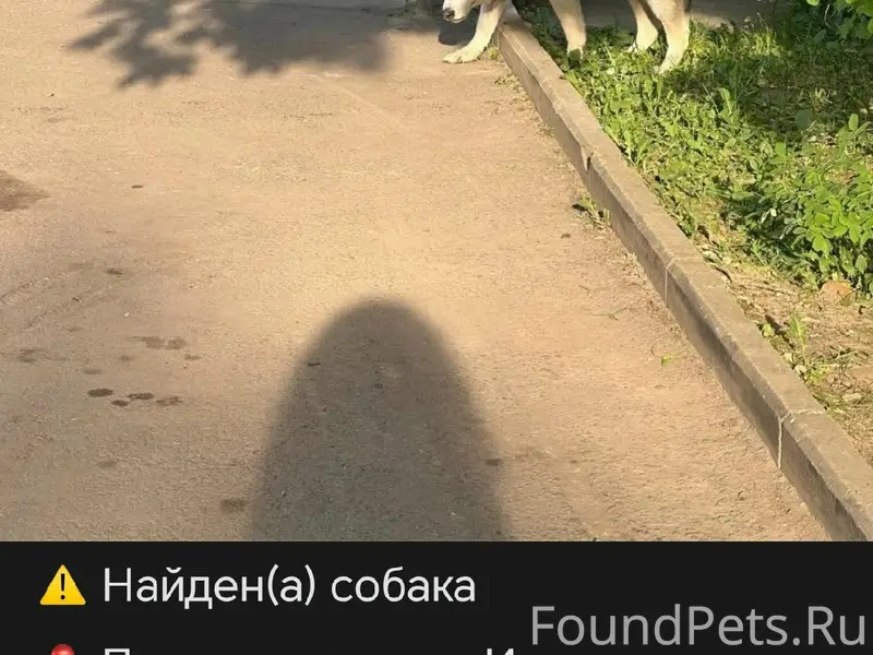 Пропала собака