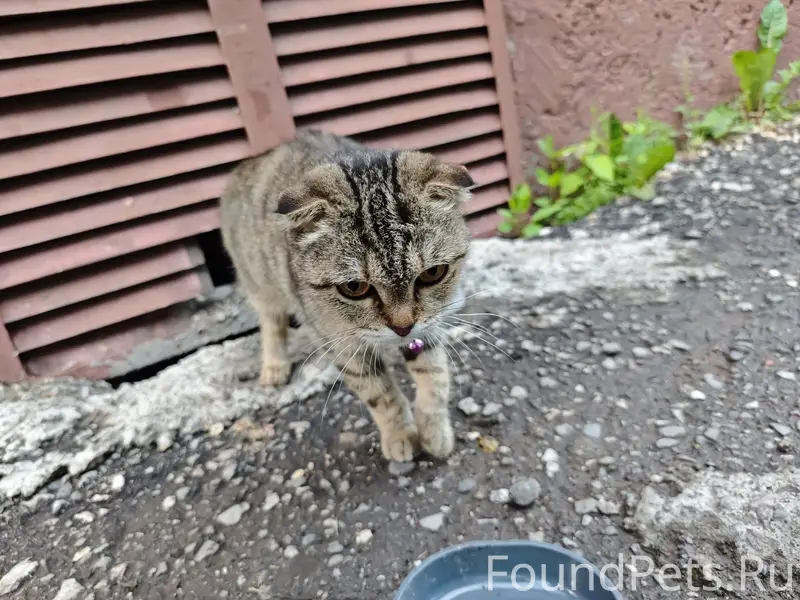 Найдена кошка, Заводской район, ул. Климасенко