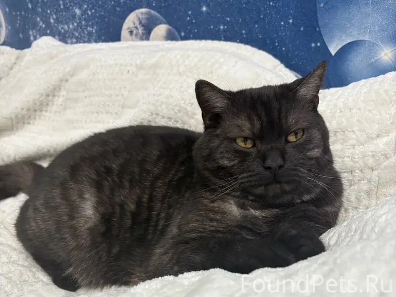 Пропал кот Марсик, район Яскино