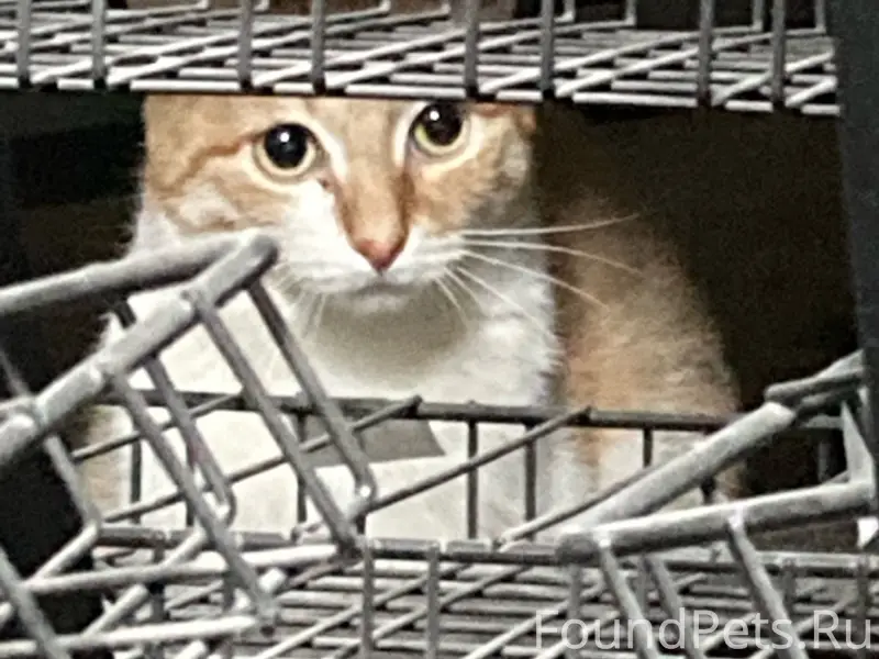 Пропал Котик, Волгоград, Козловская.