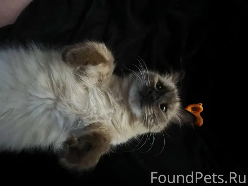 Пропала кошка, Район Химмаш