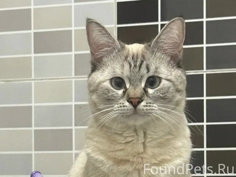 Пропала кошка Беся, Алмалинский район