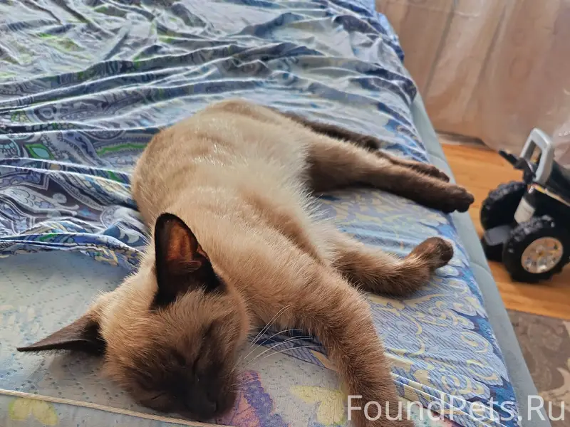 Пропал кот, район Верховина