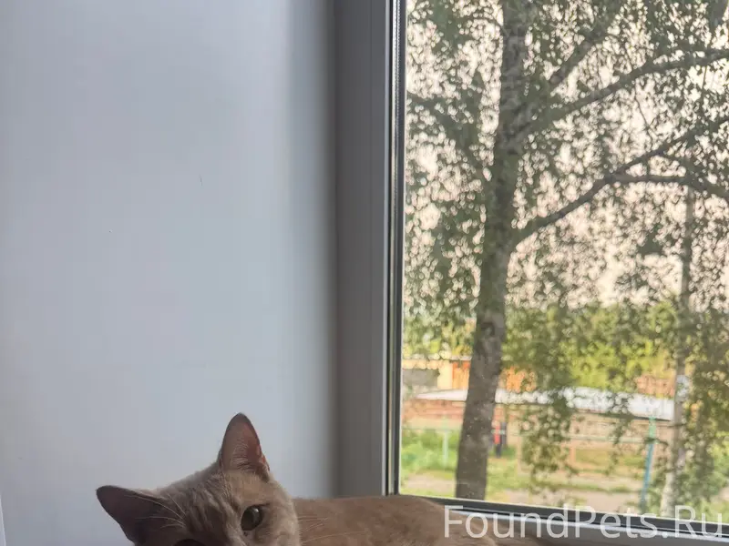 Найден кот, улица Энтузиастов