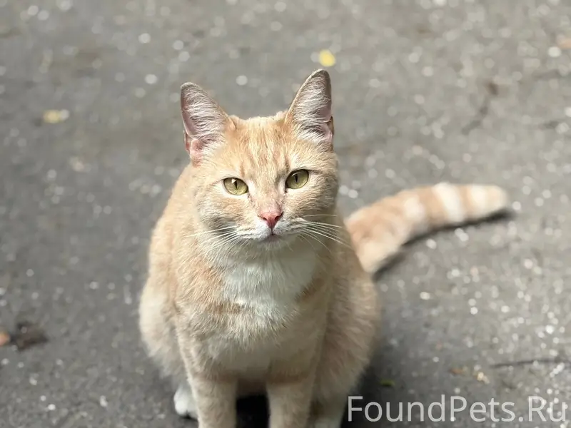 Найден кот, проспект Шаумяна