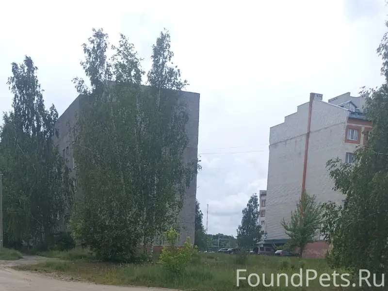 Найден пёс, возле ветеринарной станции