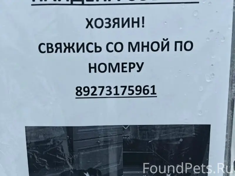 Найден джек-рассел, Уфа