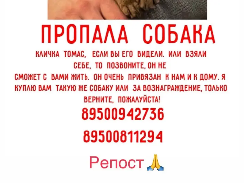 Пропал Чихуахуа Томас, район хлебозавода и РПС