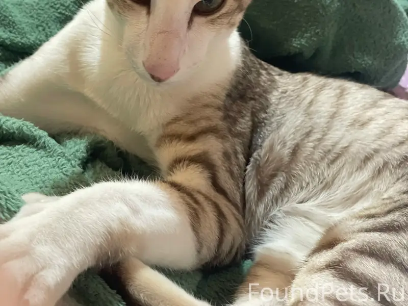 Пропал кот, 