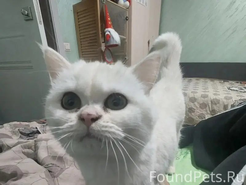 Пропала белая кошка, Заволжский район