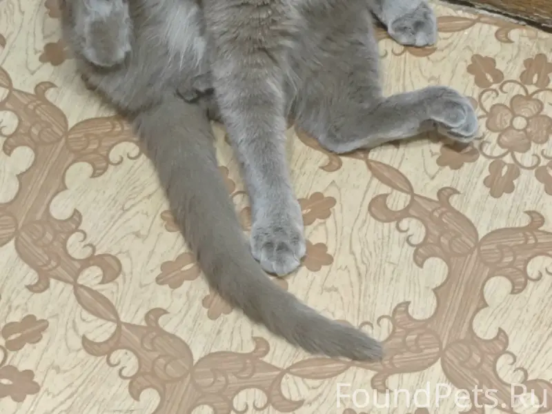 Пропал кот Киви, улица Тюрина