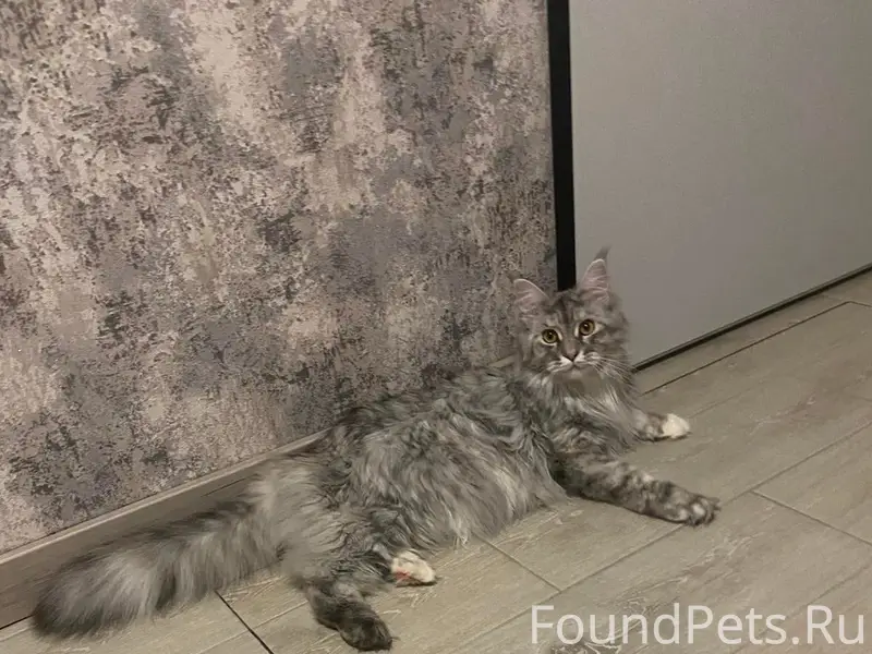 Пропала кошка породы мейнкун, деревня Андроновичи