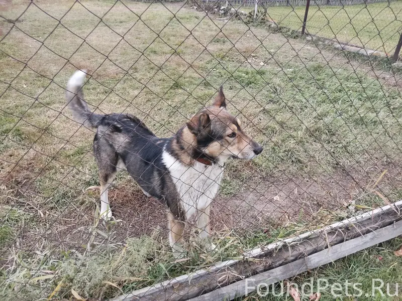 Пропала собака, село Новопышминское