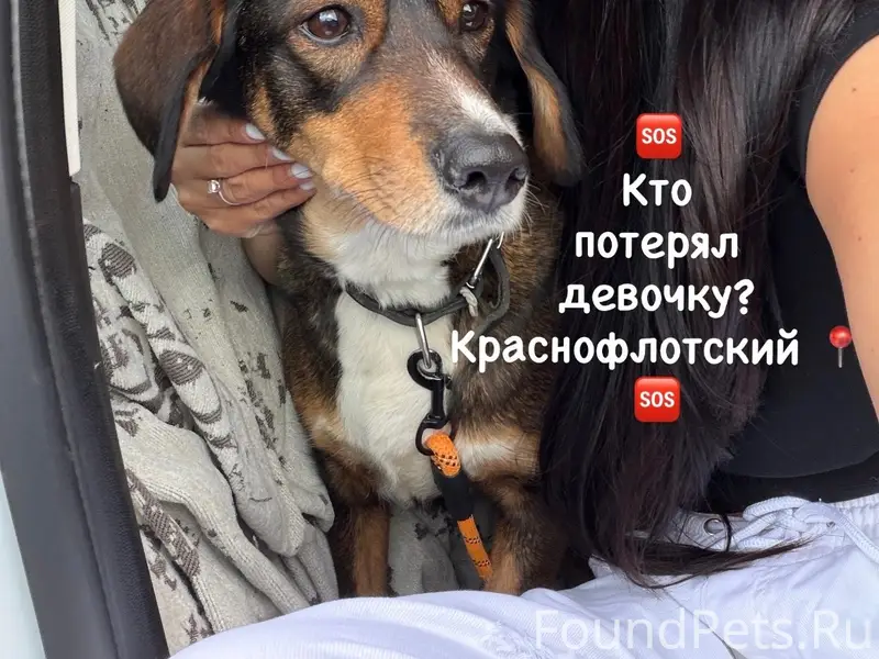 Найдена собака, остров Краснофлотский