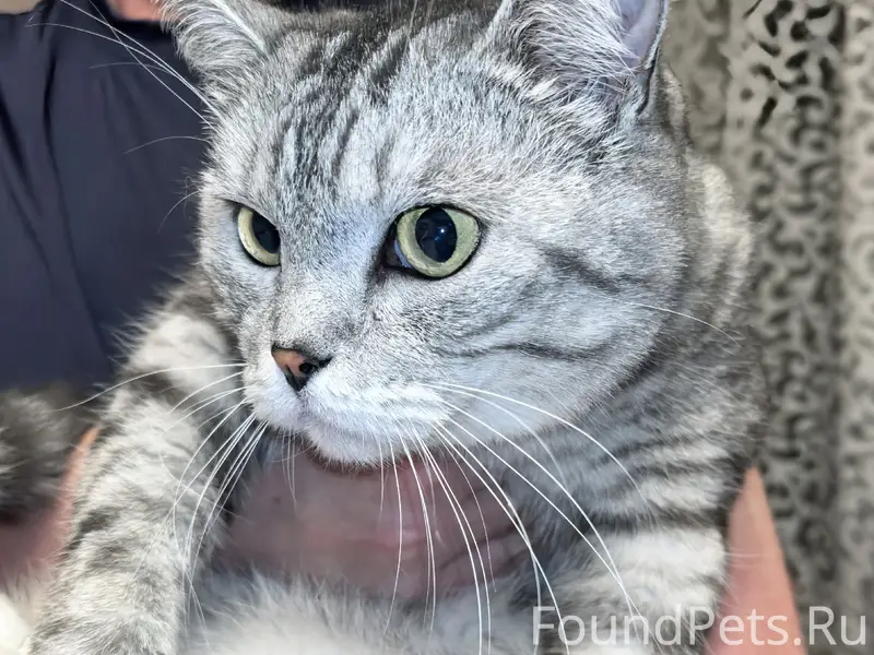 Найден кот, Рапова 15