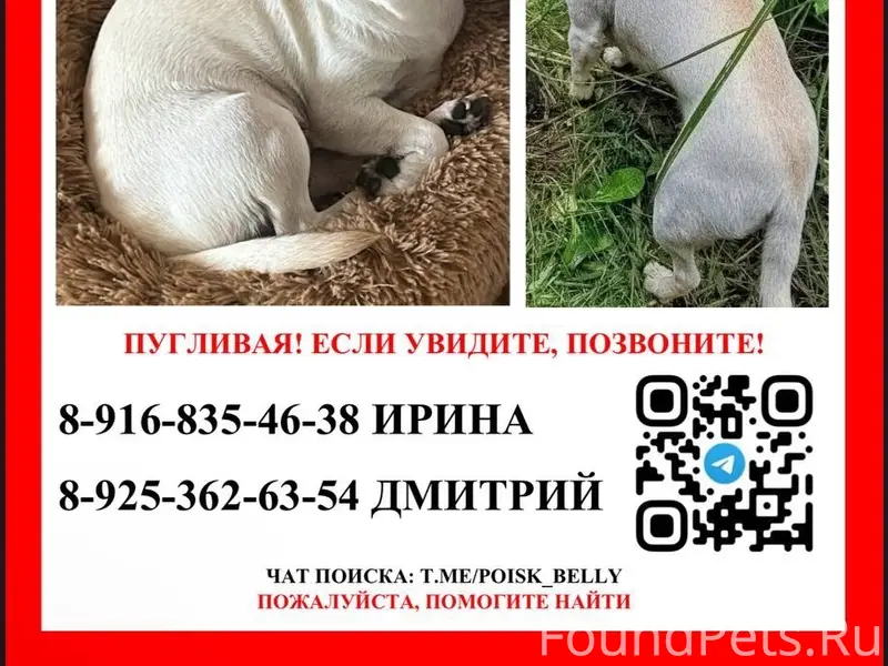 Пропала чихуахуа, Мо, муниципальный округ Шаховская