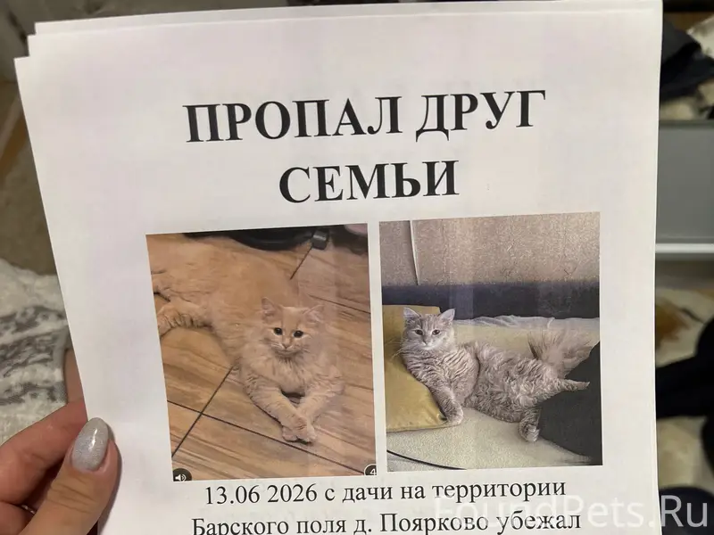 ПОМОГИТЕ НАЙТИ ДРУГА 